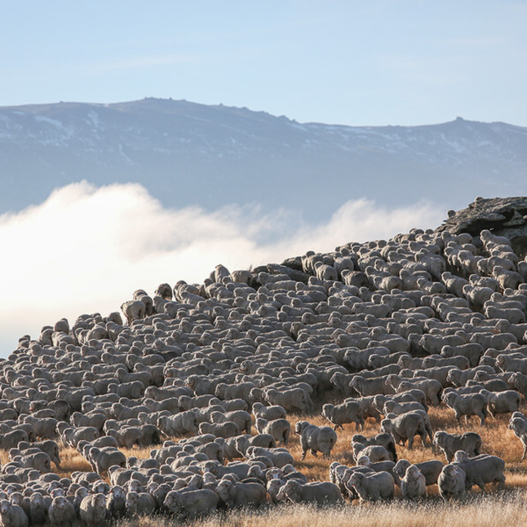 RIDGE / Grid Merino Earmuff Cap