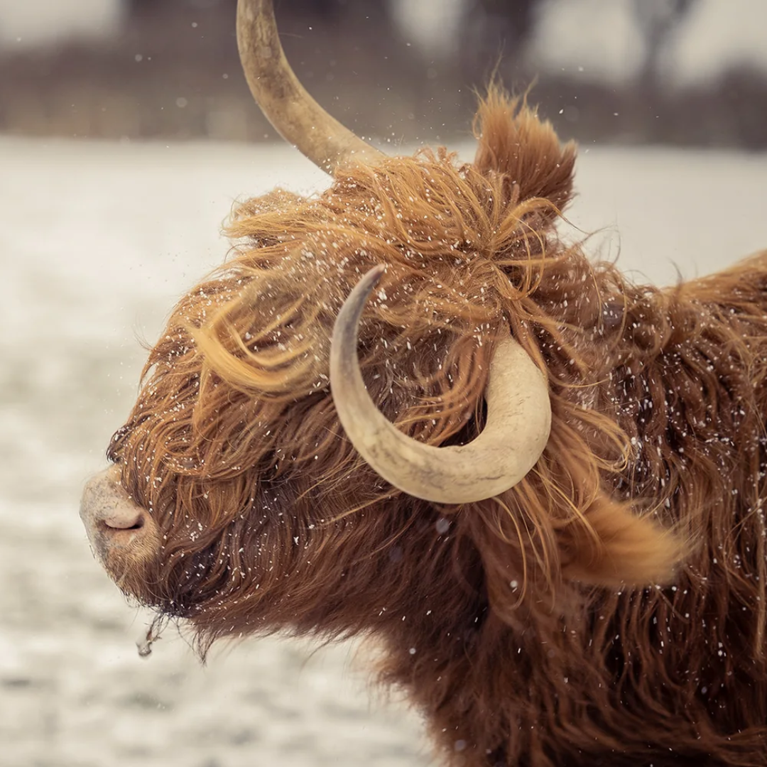 Yak L/S Shirts / ヤク L/S シャツ