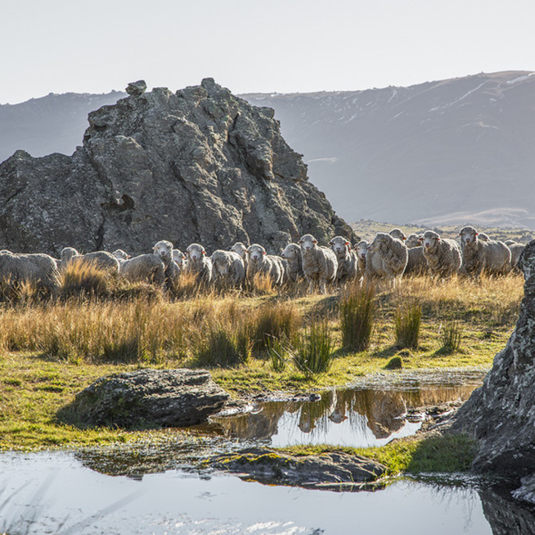 RIDGE / Men Merino Basic Tee Short Sleeve